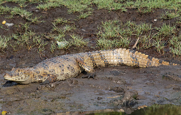 istock alligator in the swamp 2236160292