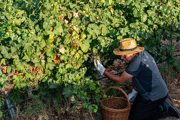 istock Farmer performing manual harvesting work in a vineyard with bunches of ripe grapes, using a basket and scissors. Green grapes for white or Verdejo wine. 2236160428