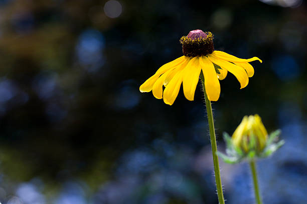 Yellow flower of coneflower against a gray background. Flowering plant close-up. Echinacea.