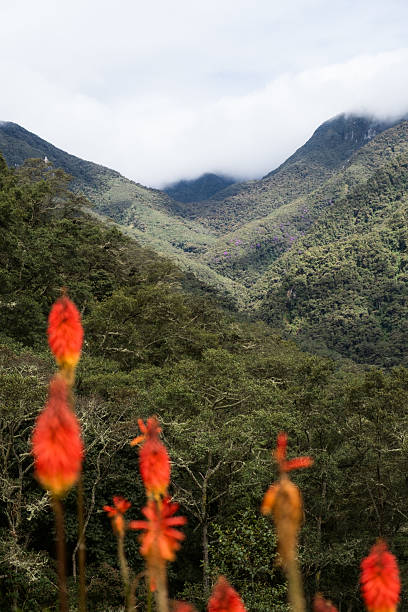 Vibrant red hot poker flowers in the foreground, with lush green tropical mountains and misty clouds forming a serene landscape