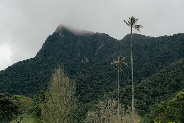 Tall wax palms standing in the foreground with lush green mountains and cloudy skies creating a moody natural landscape