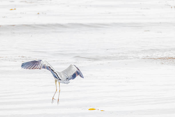 A grey heron landing in a wetland