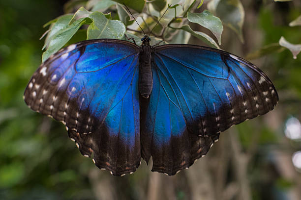 istock Blue Morpho butterfly Morpho peleides sitting on upper side of a leaf 2236165420