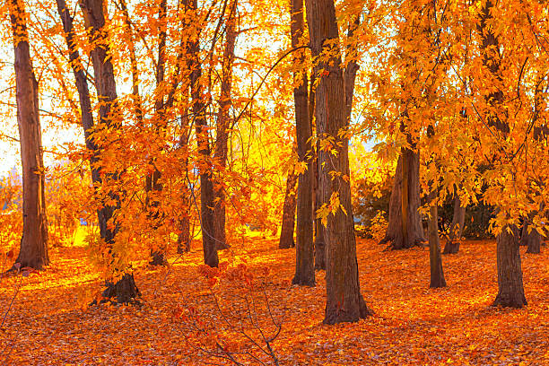 Enchanting autumn forest scene unfolds, bathed in golden sunlight and vibrant orange leaves, inviting you into its breathtaking beauty. Experience the magic of fall with captivating image