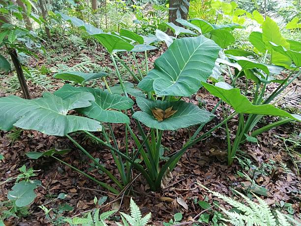istock Colocasia esculenta 2236169919