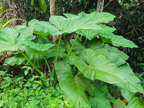 istock Colocasia esculenta 2236169951