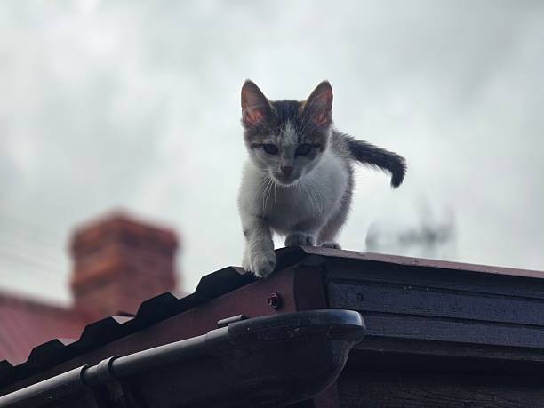 istock A small, white and tabby kitten with its tail raised is tentatively walking along a dark roof eave with a red corrugated roof beneath a cloudy sky. 2236172474