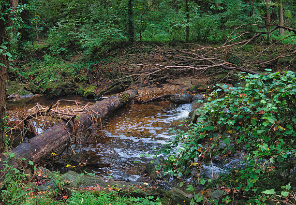 A small creek wanders through a park on an overcast day