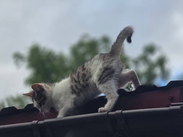 istock A small, white and tabby kitten with its tail raised is tentatively walking along a dark roof eave with a red corrugated roof beneath a cloudy sky. 2236172490