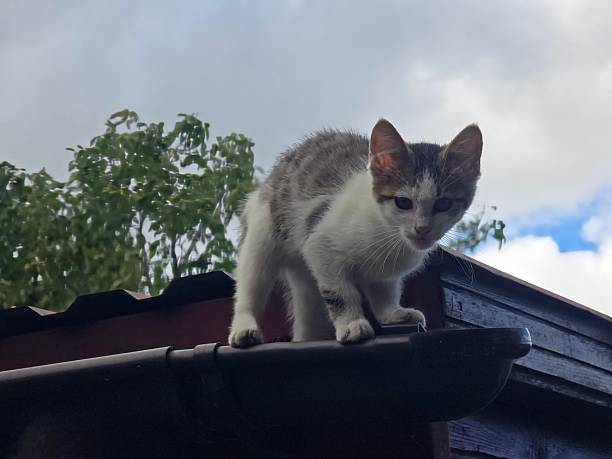 istock A small, white and tabby kitten with its tail raised is tentatively walking along a dark roof eave with a red corrugated roof beneath a cloudy sky. 2236172497