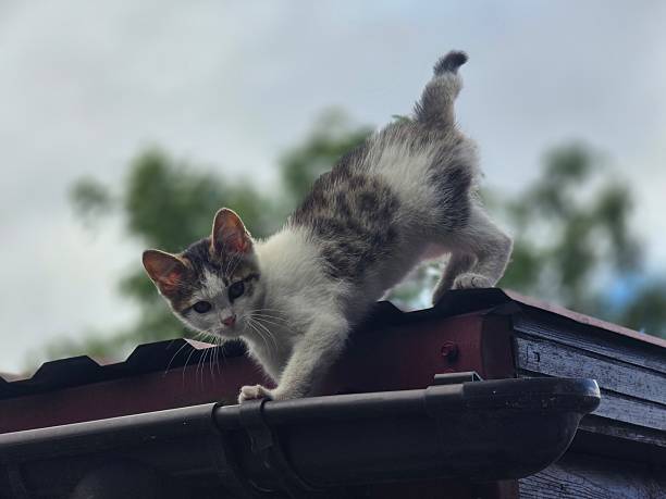 A small, white and tabby kitten with its tail raised is tentatively walking along a dark roof eave with a red corrugated roof beneath a cloudy sky.