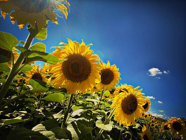 Extraordinary Field of Sunflowers