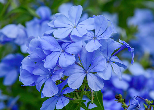 istock Cape Plumbago or Sky Flower. 2236173367