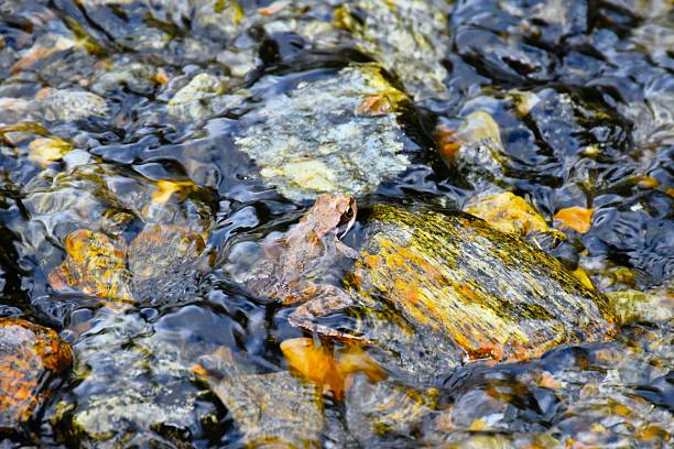 Common frog (Rana temporaria) animal species in water