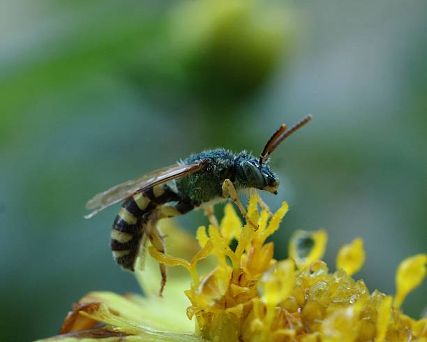 istock Metallic Green Texas Striped Sweat Bee 2236176099