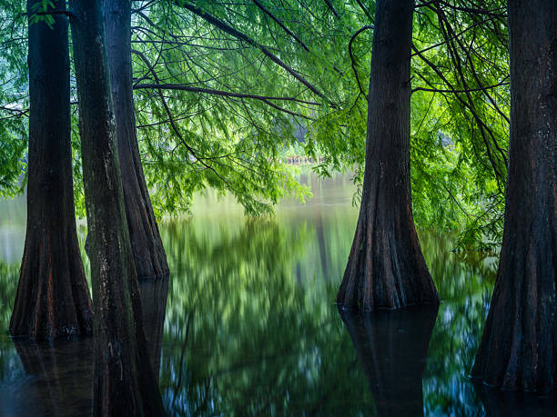 istock Metasequoia glyptostroboides wood 2236176975
