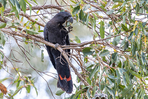 istock Red-tailed Black Cockatoo 2236179019