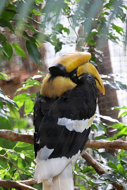 istock great hornbill perched on branch with vibrant casque and striking plumage 2236179877