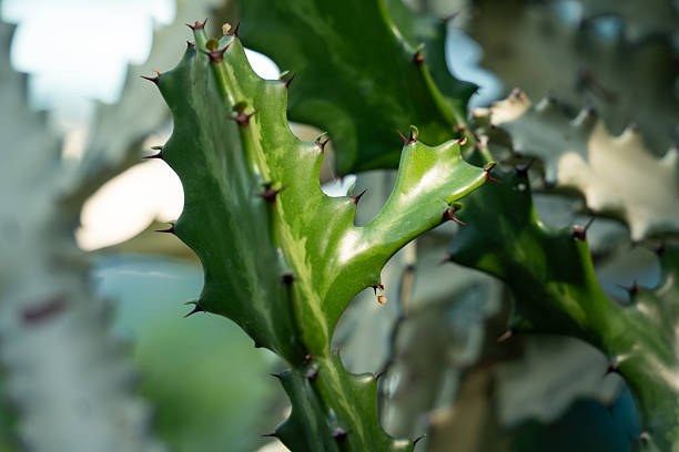 istock Close up of green cactus with sharp thorns 2236181003
