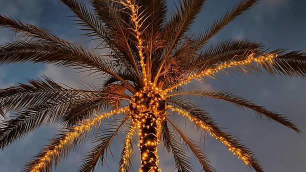 istock A Decorative Palm Tree with Twinkling Lights creates a charming ambiance at Dusk 2236181254