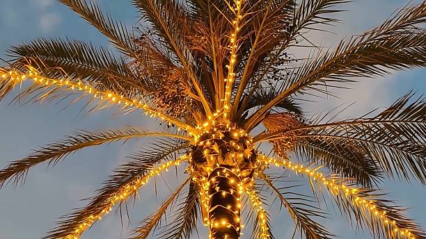istock A Beautifully Illuminated Palm Tree Adorned with Festive Lights Against the Dusk Sky 2236182030