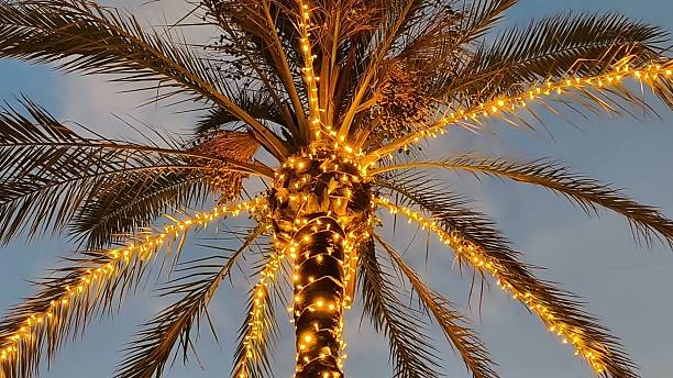 istock A beautiful Palm Tree that is Decorated with Glowing Lights Under a Vibrant Sunset Sky 2236182183