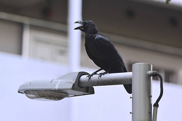 Close-up shot of a bird perched on a street lamp in the city