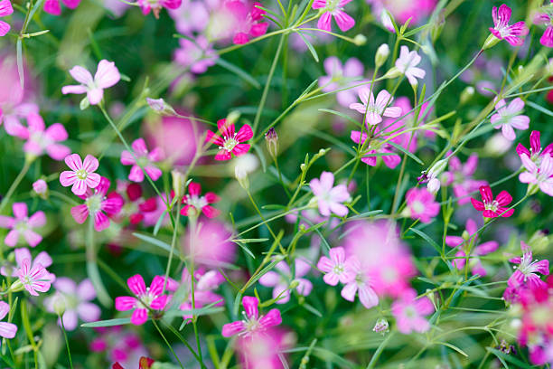 Beautiful close-up of pink and white wildflowers creating a vibrant floral scene. Ideal for nature themes, gardens, and outdoor aesthetics.