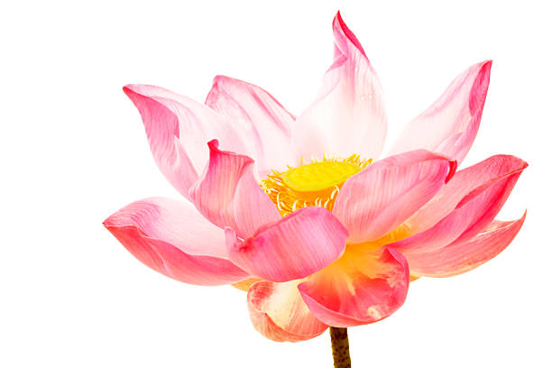 istock Delicate Pink Lotus Flower Blooming Against White Background 2236185718