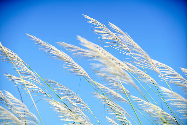 istock Gentle Breeze through Tall Grass Against a Clear Blue Sky Background 2236185732