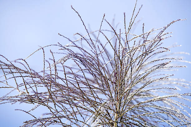 istock Delicate Frosted Branches Against a Soft Blue Sky Background 2236185735