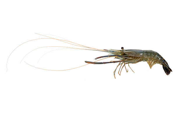 Lobster shrimp on white background