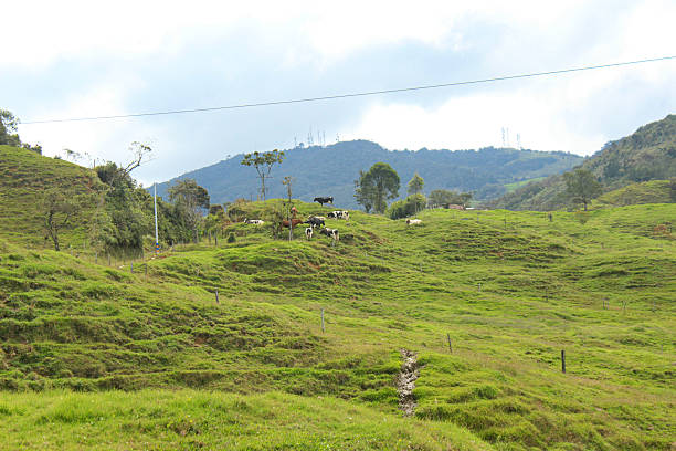 cows, livestock. dairy animals (cows) among the trees, gathered in numerous groups eating grass and in the shade of the trees on a sunny day while the sky is filled with clouds, and around them there are mountains and forests showing an excellent landscape.