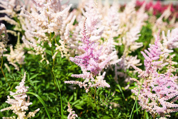 istock Delicate pink Astilbe flowers in full bloom, soft fluffy plumes standing tall in a bright summer garden with natural green foliage in background. 2236190884