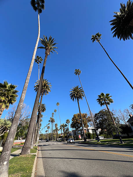 istock Beautiful Palm Trees Gracefully Lining a Scenic Street Under a Clear Blue Sky Above 2236191207