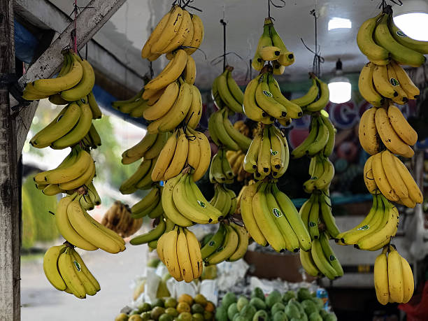 istock Bunches of Bananas Hanging at 2236192407