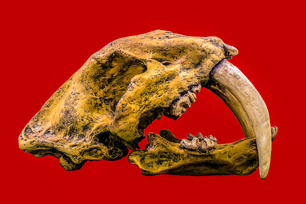 This skull of the Smilodon, also known as saber-toothed tiger, reveals its powerful morphology, prominently showcased against a vibrant red background, ideal for educational purposes.
