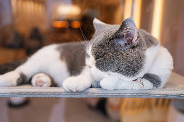 Pet photo wallpaper. Animal portrait. Peaceful moment.Relax, Freedom, Calm concept.