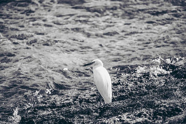 Pacific Reef Heron（Egretta sacra）stand in rock