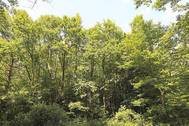 istock A view from below of a dense forest canopy, where tall trees form a continuous green carpet against a light sky. The photograph conveys a sense of height and the majesty of nature, creating an immersive forest atmosphere. 2236197791