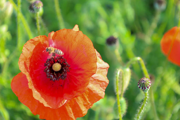 Red poppy in a green wheat field