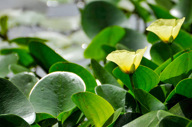 blossoming waterlily flowers