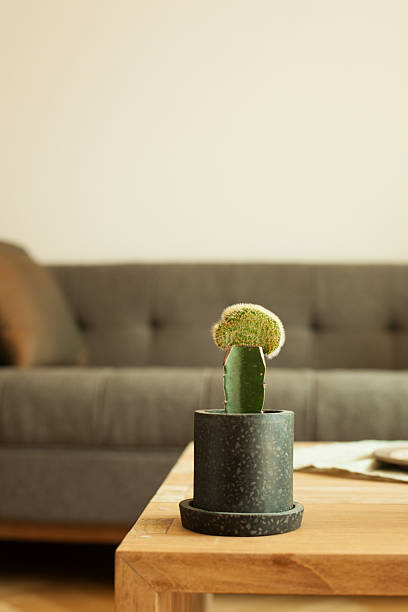 istock Fluffy Cactus Plant in a Modern Minimalist Living Room 2236201924