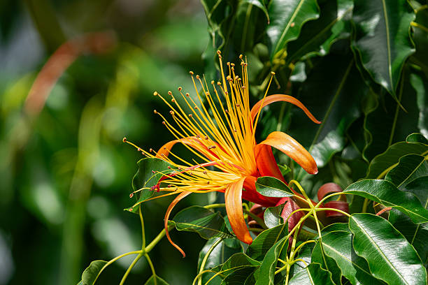istock Adansonia za flower blooming 2236202558