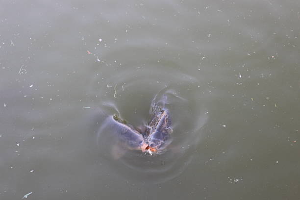 Cropped shot of an unrecognizable young man fishing while out at sea on his boat