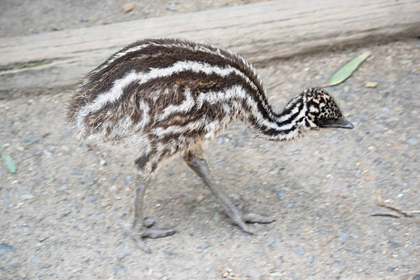Cute emu portrait, not walking in the uk streets.