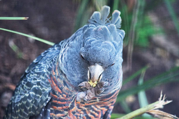 istock the gang-gang parrot is eating a nut 2236203726