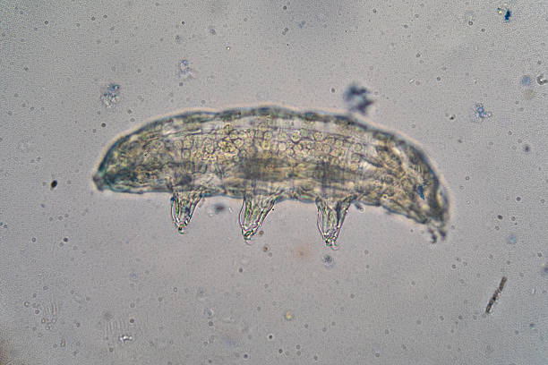 Microscopic view of a tardigrade, also known as a water bear, showcasing its unique segmented body and eight legs with claws
