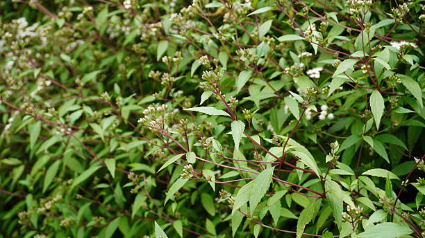 istock Ageratina Riparia Plant Life 2236204351