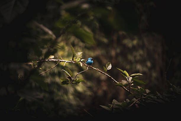 This picture taken in Brazil shows a striking small blue bird perched on a thin branch surrounded by green leaves. The bird stands out vividly against the darker, blurred background, creating a strong contrast that highlights its bright plumage.